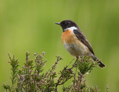 Een andere compo van de eerder geplaatste roodborsttappuit. Vanwege de rare vorm van de heide was het even zoeken wat de compo betreft. Op deze manier leek het toch het meest.

Ik mikte eigenlijk op het "stand-takje" van deze meneer maar hij vond mij zo interessant dat hij wat dichterbij op een heidepol ging zitten. Natuurlijk was ik veel te traag om een foto te maken, aangezien ik het toestel goed neer moest leggen, en ik dacht dat mijn kans vervlogen was omdat hij opvloog.

Hij bleef echter alleen even boven de heidepol fladderen en ging toen vrij kort weer zitten. Helaas nog geen statief tot beschikking dus ik moest het doen vanaf een bentepol.