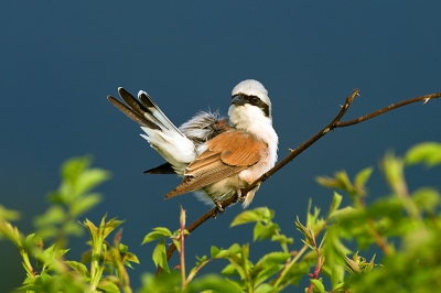 Vorige week de hele week in Slowakije geeweest om de bruine beeer te fotograferen. Tussen de lange wachtijden door gelukkig nog tijd voor wat "bijvangst". De grauwe klauwier zat zich in het avondzonnetje een flink op te poetsen.