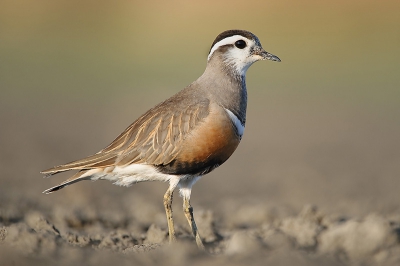 Beeld van de Morinelplevier die met een groepje even in Aagtekerke verbleef. Eerst was het groepje vrij schuw, maar door 1 vogel uit te kiezen om te fotograferen, werd hij meer en meer aan mijn aanwezigheid gewend.