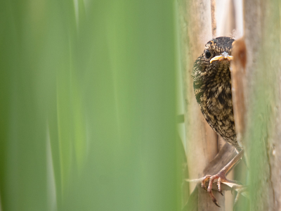 Dit jong ontdekte ik door het alarmroepen van zijn ouders. Het propje vloog tussen het riet waar het roerloos bleef zitten. Ik ben tussen de rietstengels dichterbij gekropen en kon deze foto van dichtbij maken, wel gehinderd door het riet. Maar dit kiekeboeplaatje heeft ook wel wat.