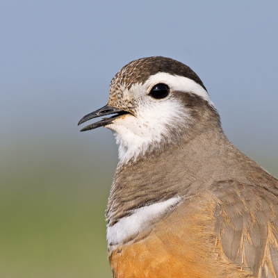 Vreselijk genoten van vier schitterende Morinelplevieren op Walcheren. Voor het eerst de kans gehad om ze in volwassen zomerkleed te fotograferen.