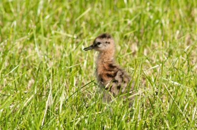 In het nogal felle zonlicht scharrelden 3 late Grutto kuikens door het reeds gemaaide veld. Verderop waren kuikens die weken eerder geboren waren en al bijna volwassen oogden. Dit waren nog van die leuke aaibare bolletjes.