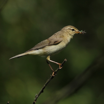 Vlak langs het paadje voor de bekende vogelhut "De Skiere Goes" zit met regelmaat een echtpaar fitissen. Net aan de overkant van het slootje tussen het riet zit hun nest. Door stil op het pad te zitten komen ze zo 1 keer in het half uur redelijk dichtbij (zo'n 3 meter) om te zoeken naar voedsel. Deze is gemaakt in het ochtendlicht.
