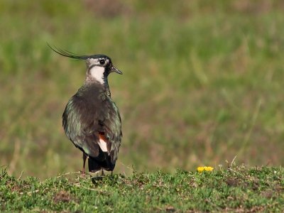 Kievit op de drooggevallen ijsbaan, op een verhoginkje waar hij de boel kon overzien. De kievit is een prima vogel waarbij ik kan oefenen met de compositie en het standpunt.