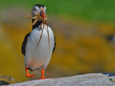 alhoewel nog vroeg in 't voorjaar was het een aan- en afvliegen met nestmateriaal en een visje voor de vrouw hoort er ook bij...
een stralende dag op Staple Island !!!