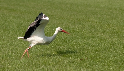 Mijn tweede foto op BP. Net als de reiger van mijn eerste foto bleef ook deze ooievaar opvallend lang zitten in het gras. Op het moment dat hij aanstalten maakte weg te vliegen heb ik hem op de foto gezet. Tips over foto en compositie zijn zeker welkom!