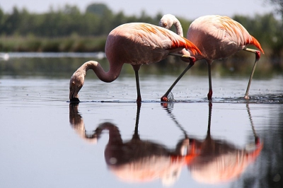 Deze dag het geluk dat een stel flamingo's vlakbij de hut kwamen. Beetje veel licht, maar ja, je kunt niet alles hebben.