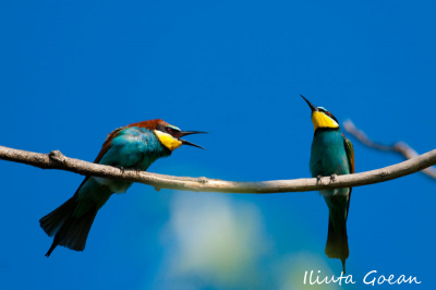 I found a small group of Bee Eaters in a tree, on a chanel, far way from their usual places. This 2 has a small family discussion.