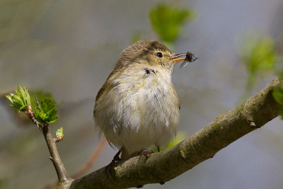 Ik stond in een bloesemboom fouragerende zwartkoppen te fotograferen. Uit mijn ooghoek hield ik een jagende tjiftjaf in de gaten. Plotseling had hij een dikke vlieg en ik een mooie plaat. Snel ging het wel!