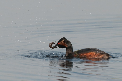 vandaag in een Drents vennetje deze geoorde fuut met salamander geplaat. Een spannend moment om zo'n bijna exotische fuut te zien fourageren.
Salamanders en libelles is het menu.