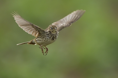 Vandaag een dagje Biesbosch gedaan en sommige soorten lieten zich gewillig fotograferen. Deze graspieper was druk aan het bidden in de berm op een afstand van enkele meters. Deze opname is dan ook FF ...