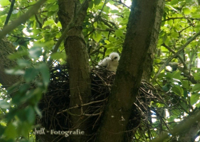 Langs een wandelpad wist ik dat er hoog in de bomen een nest zat, al een paar keer een buizerd bij en op het nest gezien en nu kwam ik gister dit koppoe over de rand tegen.