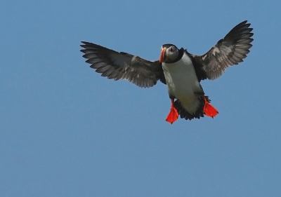 een staalblauwe lucht geeft een mooie achtergrond voor de landende puffins, na een tijdje op 't eiland ken je zo een beetje hun aanvliegroutes....