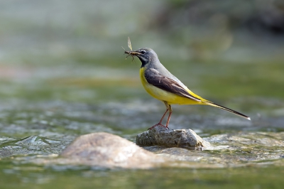 Tijdens het fotograferen van de waterspreeuw eindelijk ook een goede kans om de GGK te fotoraferen. Prachtig om te zien dat hij zijn lievelingsmaaltje, bestaande uit steenvliegen, voor zijn jongen aan het vezamelen was.