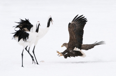 Zeearend die wat mee probeert te pikken van een besneeuwd veld waar normaal gesproken alleen de Japanse Kraanvogels (Grus japonensis)(Red Crowned Crane), waarvan er links op de foto 2 te zien zijn, en de Wilde Zwanen (Cygnus cygnus)(Whooper Swan) bivakkeren.
Helaas erg donker weer die dag waardoor de kleuren, die ik bewust niet verder opgepept heb, niet echt tot de verbeelding spreken.

Groet, Harry