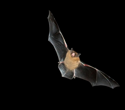 Jagend door de nacht.

Vleermuizen kunnen wel 200 tot 300 insecten per nacht vangen.

Gemaakt met: Canon Eos 50D
                       Canon 100-400 L IS