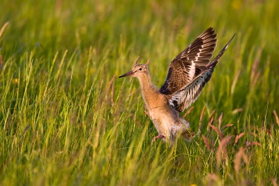 Tijdens het vogelen in de Arkemheense polder zag ik opeens een nieuwe generatie Grutto's bezig met vlieg oefeningen, ready to take-off waren ze nog niet maar het gehuppel was leuk om te aanschouwen.