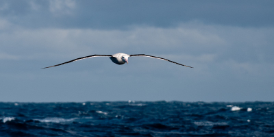 Tijdens de Pelagic Oddyssey 2010 gemaakt op weg van South Georgia naar Gough tijdens een dag met betere weersomstandigheden dan gemiddeld, kenmerkende pose waarin ze het meest indrukwekkend zijn.