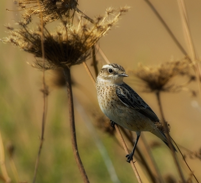 From June until September many of Whinchats can be observed in the marsh area of Shoinias close to Athens (Marathon area).
