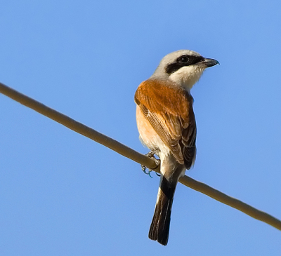 Photo taken at the island of Santorini in Greece in a vineyard area.