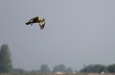 Zat vanochtend achter kieviten en grutto`s aan toen er paniek uitbrak.
Zag deze vogel overvliegen en geprobeerd deze vast te leggen.
Geen idee welke roofvogel dit is dus hoor het graag van de kenners hier op het forum.