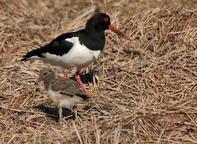 De eerste keer dat ik nog zulke jonge scholeksters zo dichtbij zag. Lekker lopend over een landje bedekt met hooi, mooie beschutting zodat de loerende kiekendief ze niet zag.