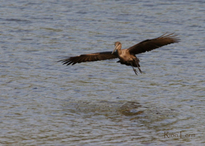 The bird was coming in to land as it was chased by other egret species. I reckoned I should take the shot before it perches on the bank as to catch the reflection of the bird in the water.