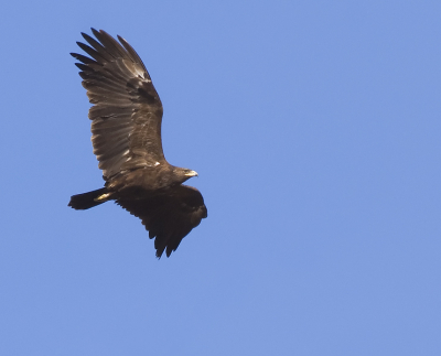 Very rarely photographed in this specific area (Shoinias marsh) although it visits the area often