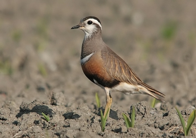 Waarschijnlijk hebben jullie de Morinelplevier uit Zeeland nu wel gezien, maar toch ook alsnog een plaat van mijn hand(toestel).
Deze dame was wel de mooiste van de drie en kwam nadat ik  een uur in een greppel had gelegen even poseren