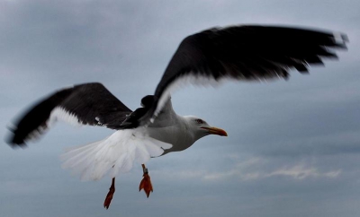 foto gemaakt op weg naar texel vanaf de boot altijd leuk al die meeuwen die naar je toe vliegen.