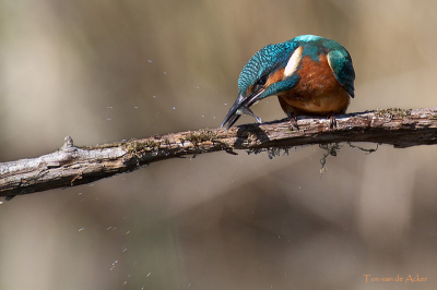 Net uit het water slaat deze ijsvogel zijn prooi tegen de tak om hem daarna op te eten.
De wegvliegende waterdruppels geven de foto wat aktie vind ik.