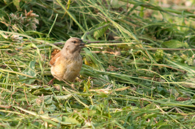 In de pas gemaaide berm zat dit vogeltje. Ik ga niet meer raden, er is vast wel iemand die het weet. Alvast bedankt voor de moeite.