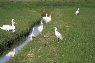 een statige lepelaar tussen de zwanen. een paar keer mooi op de foto gekregen daarna vloog de lepelaar weg.