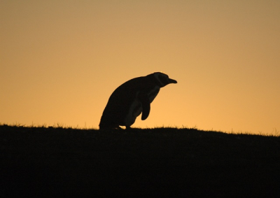 Heerlijke zonsondergang op Volunteer Point.  Naast deze Magelhaenpinguns komen hier ook heel wat ezelspinguns voor, maar de plek is vooral gekend om de koningspingunkolonie.