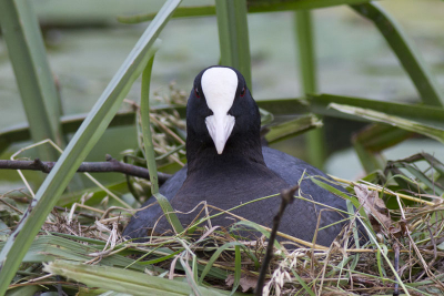 Deze meerkoet zat lekker rustig op het nestje, ze poseerde netjes, dus een paar plaatjes gemaakt en ze kon lekker rustig verder blijven zitten :)