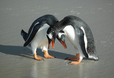 Heel wat ezelspinguns broeden vlak bij de lodge op 'The Neck', Saunders island.  Twee ezelspinguns voeren een vreemd ritueel uit.  Geen balts denken we, want het was herfst.  Iemand een idee?