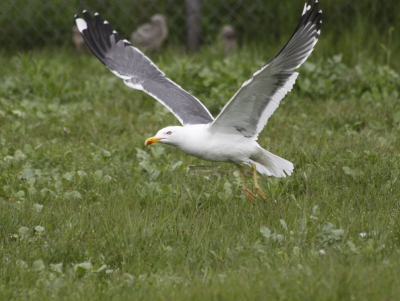 Mooie foto in de vlucht kunnen nemen van deze meeuw. Ik vind het wel grappig dat zowel de kop en vleugels scherp zijn. Wat vinden jullie?