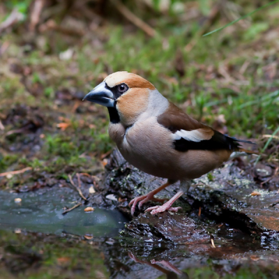 We zaten geduldig te wachten in het kijkhutje, hadden een appelvink op ons verlanglijstje staan maar dachten niet dat hij opeens zou voor ons staan, wat een verrassing!
We konden bijna niet afdrukken....