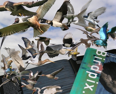 <i class='fa fa-user'></i> Karel Mauer | Vogels  <i class='fa fa-eye'> 1230</i>   <i class='fa fa-comment-o'> 34</i>