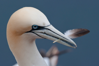 Mijn eerste fotografie reis voerde mij naar Helgoland. Lekker in mijn uppie 4 dagen lang me bezig kunnen houden met o.a. de Jan van Genten. Sympathieke mensen ontmoet, dus een toffe tijd gehad hier zo. Het is moeilijk om hier onderscheidende foto's te maken. Denk dat ik met dit portretje van een jan van Gent + veertje een leuke foto heb gemaakt. In de USA is deze al geselecteerd geweest voor foto van de week...benieuwd wat deze hier doet.