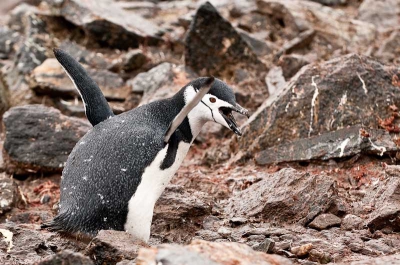 Tijdens de Atlantic Odyssey 2010 gemaakt op het amper bezochte Elephant Island. Slechte omstandigheden met regen/sneeuw en weinig licht. Maar de kolonie was nog aardig gevuld en veel pinguins hadden nog wat last van post-broedseizoen hormonen en liepen af en aan met steentjes voor het nest. Deze vogel laat zien hoe trots hij/zij op het nest is.
