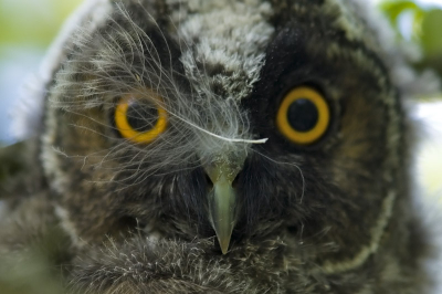 Recently fledged chick sat on an apple tree, i just took a ladder and made a couple of shots. I know, it is not a good sport to take pictures of silly chicks, but still they look nice.