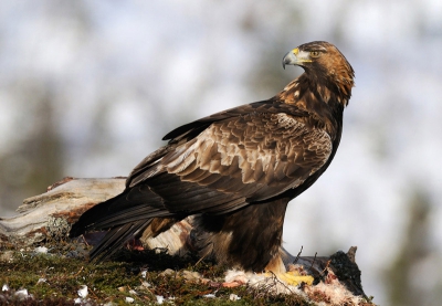 Een geweldige ervaring om deze fraaie grote vogel van in het wild van dichtbij te mogen aanschouwen. Gefotografeerd vanuit een vaste schuilhut op een plateau in de heuvels van Nord Trondelag in Noorwegen. Na een uurtje of 4 wachten stond deze grote vogel, opkomend vanuit het dal achter het plateau, toch nog vrij plotseling voor ons. De camera begon daarna overuren te draaien. Mvg, Harry