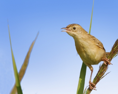The photo was taken at Shoinias marsh close to Marathon area