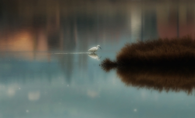 The photo was taken at Oropos lagoon a small area close to Athens but with many species passing by during migration