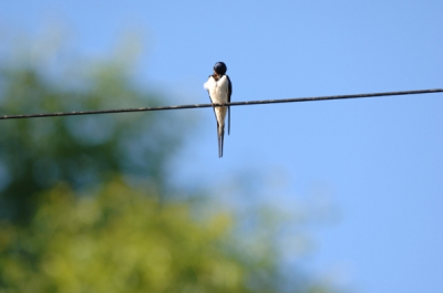 gaarne commentaar re scherpte. genomen van @ 10 meter. sterk zon licht vanaf zijkant. vogel zat stil. vanuit statief mer gimberly head