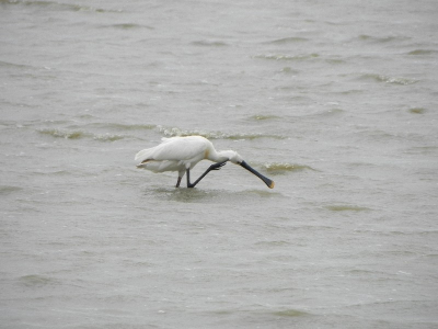 Foto is genomen bij de oostvaardersplassen met een Nikon coolpix P100.