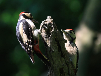 vader specht met een van zijn drie jongen .
deze spechten familie heeft hun nestje boven
een hangplek voor jongere in een boom hier 
in de buur daar door zijn ze niet meer zo schuw
meer voor mensen waar ik dankbaar gebruik van
maak dit jaar