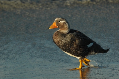 Speciale eendensoort op de Falklands.  Deze kan niet vliegen.  Wanneer gevaar dichterbij komt wandelen ze weg, of gaan de 'stoomboten' over het water: trappelen met de poten en de vleugels gebruiken als extra stuwkracht, als een rader van een stoomboot.  Hier een mannetje.
