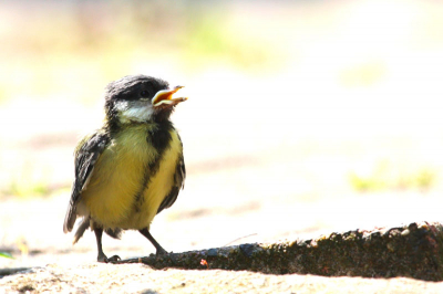 Deze jonge koolmees is te vroeg uit zijn nest gevlogen. Hij fladdert rond in onze tuin. Hij wordt nog wel gevoed door zijn ouders, maar de vraag is hoe lang de katten uit de buurt hem met rust zullen laten...